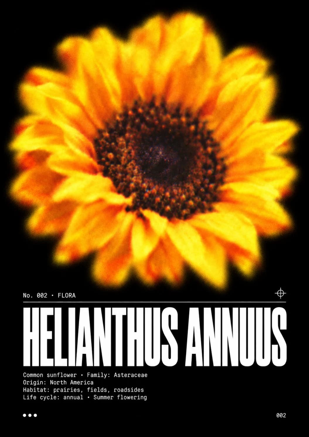Visuel Helianthus annuus